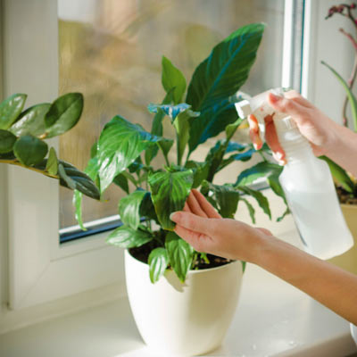 природный фитомист для заботы о ваших растениях природный фитомист для заботы о ваших растениях