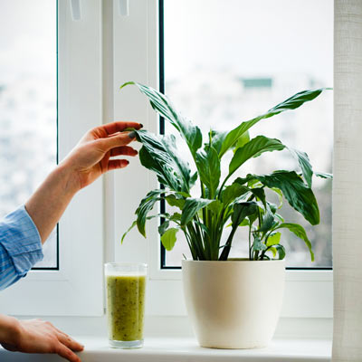 природный фитомист для заботы о ваших растениях природный фитомист для заботы о ваших растениях