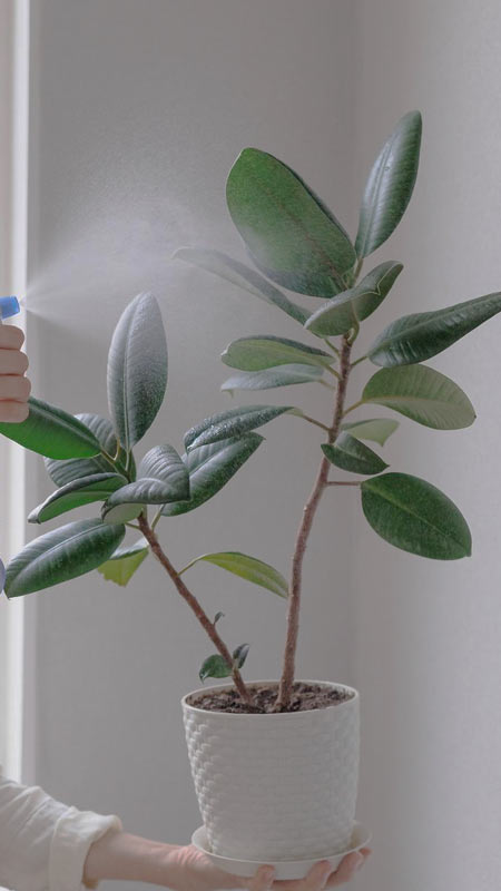 природный фитомист для заботы о ваших растениях природный фитомист для заботы о ваших растениях