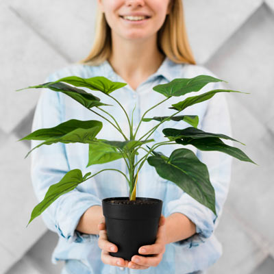 природный фитомист для заботы о ваших растениях природный фитомист для заботы о ваших растениях