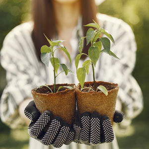 природный фитомист для заботы о ваших растениях природный фитомист для заботы о ваших растениях