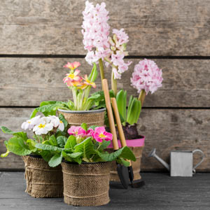 природный фитомист для заботы о ваших растениях природный фитомист для заботы о ваших растениях